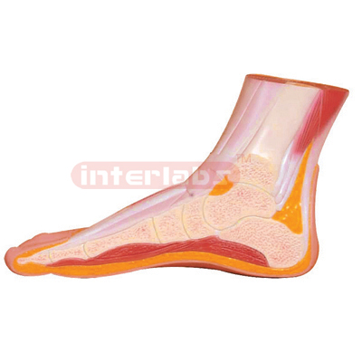 Foot Section Model